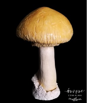 Cogumelo,  Mushroom,...